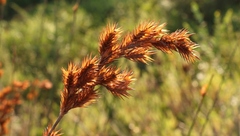 Thamnochortus insignis