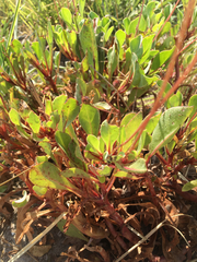 Samolus ebracteatus ebracteatus