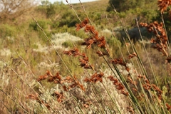 Thamnochortus insignis