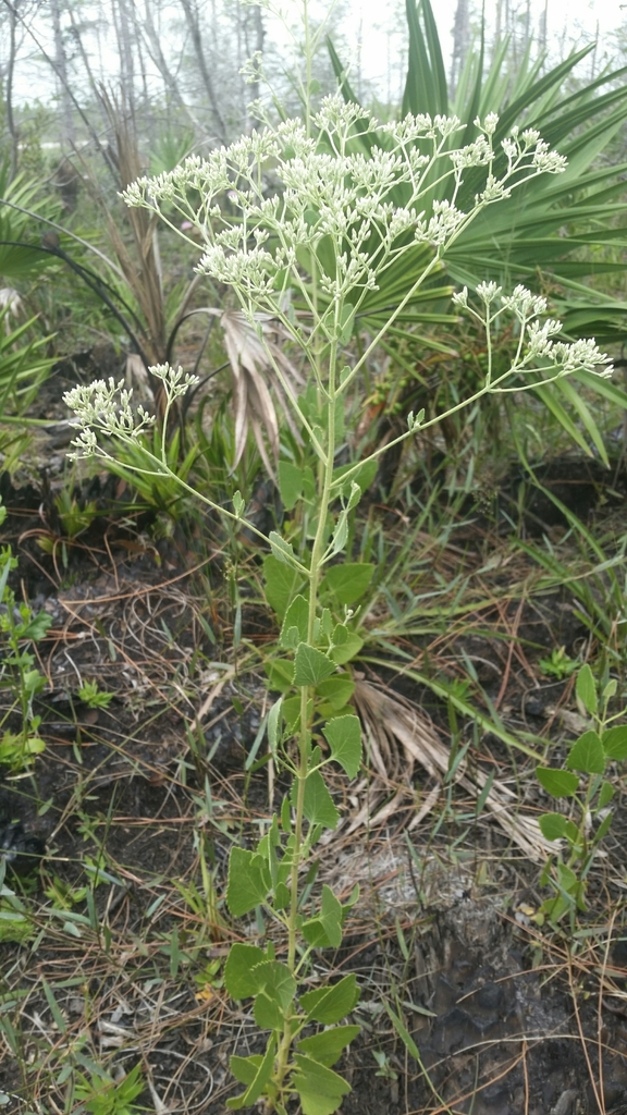 Semaphore thoroughwort (Eupatorium mikanioides)