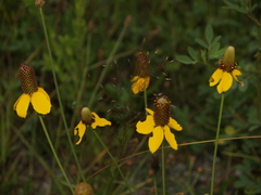 Ratibida coahuilensis