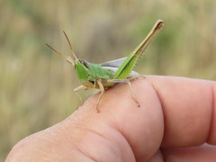 Staurorhectus longicornis