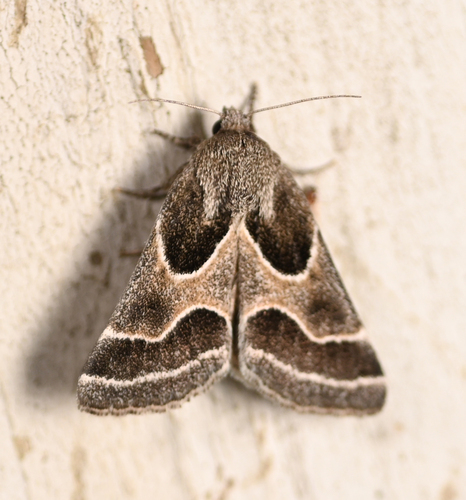 Ragweed Flower Moth photo 5