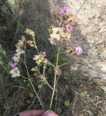 Mirabilis austrotexana