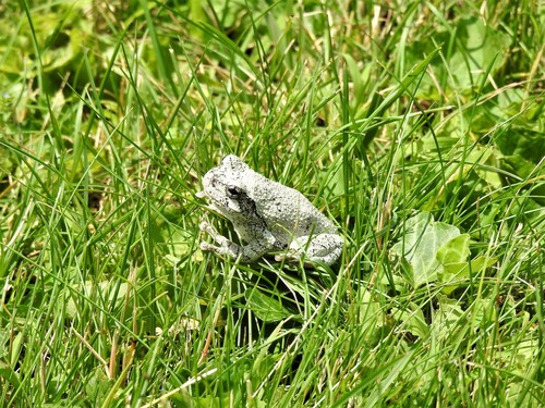 Gray Treefrog photographed in Massachusetts