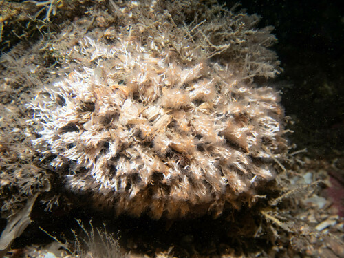 Salmacina dysteri observed 2024-08-31