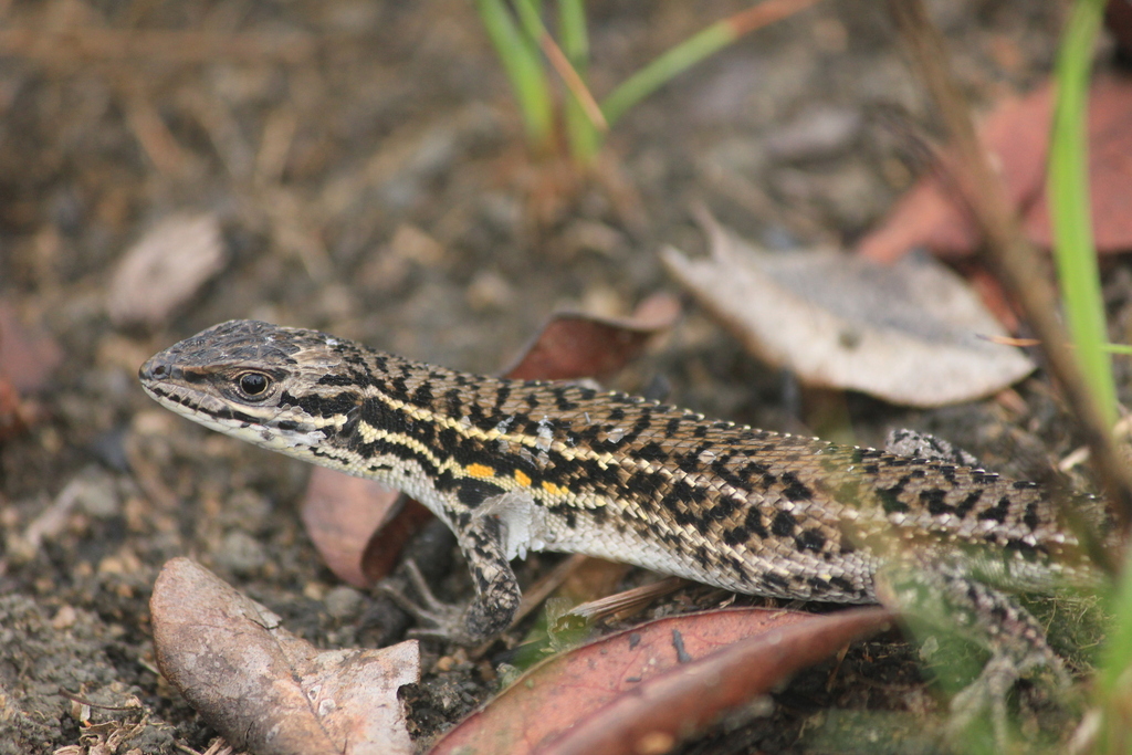 Angolan Rough-scaled Lizard