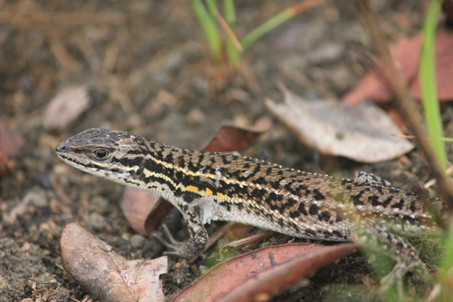 Angolan rough-scaled lizard, Ichnotropis bivittata