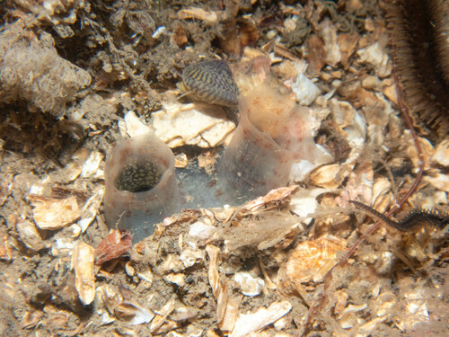 Representative image of Molgula oculata