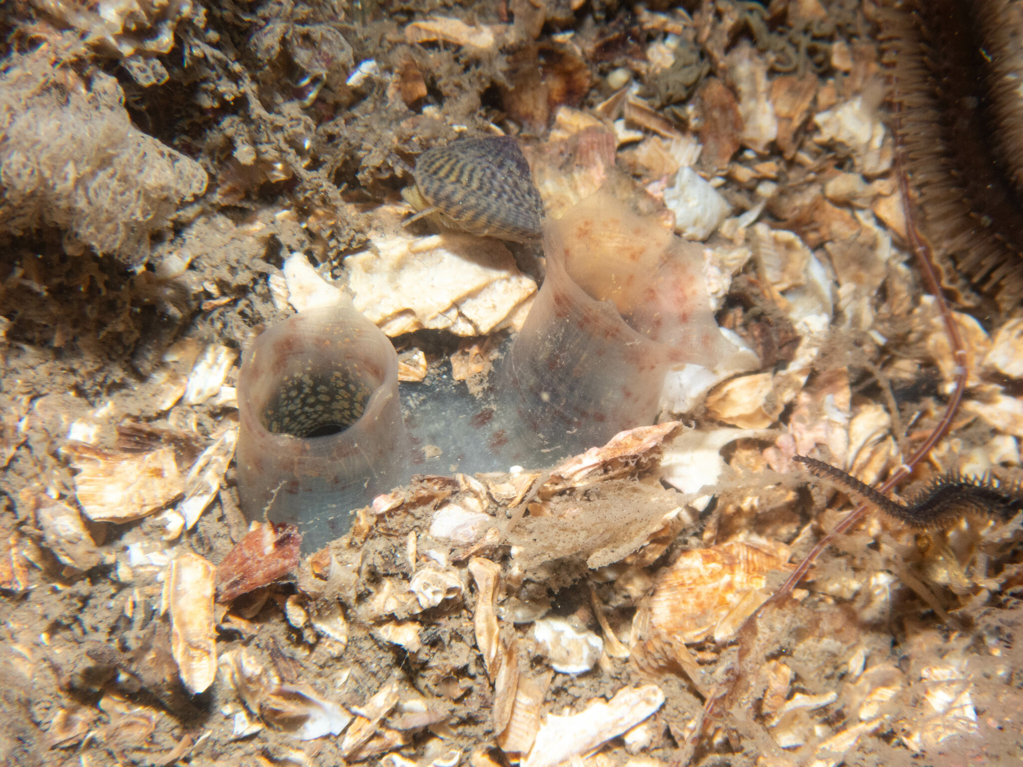 Molgula oculata Forbes, 1848