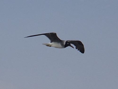 White-eyed Gull｜白眼鸥 参考照片