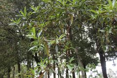 Escallonia pendula