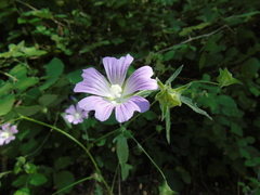 Malva punctata