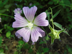 Malva punctata