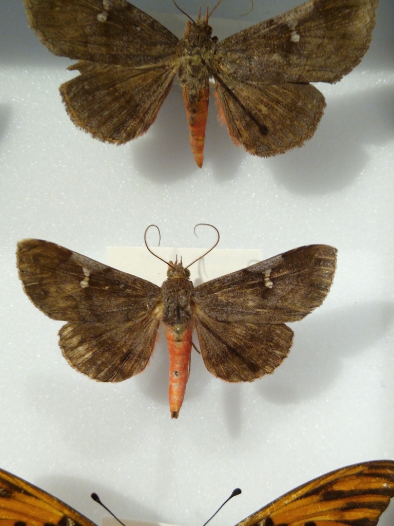 Azeta melanea
