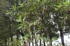 Escallonia pendula