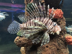 Pterois
