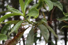 Escallonia pendula