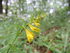 Melampyrum