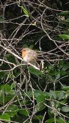 Erithacus rubecula