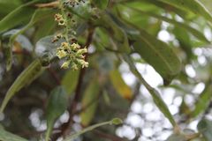Escallonia pendula