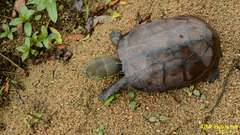 Mauremys reevesii