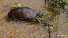 Mauremys reevesii
