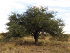 Prosopis caldenia