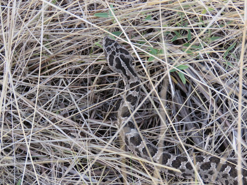 Bothrops ammodytoides