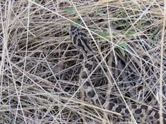Bothrops ammodytoides