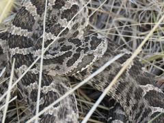 Bothrops ammodytoides