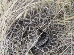 Bothrops ammodytoides