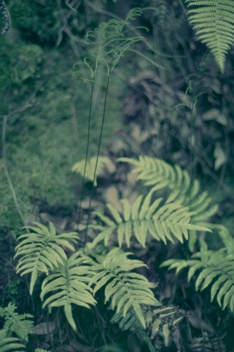 Plagiogyria japonica iNat (1)