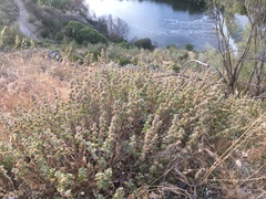 Marrubieae