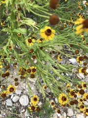 Helenium microcephalum