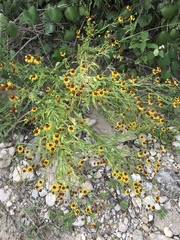 Helenium microcephalum