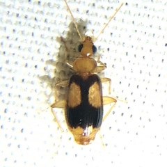 Nemotarsus elegans