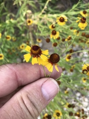 Helenium microcephalum