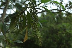 Escallonia pendula