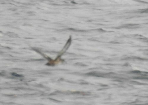 Pardela balear (Puffinus mauretanicus)