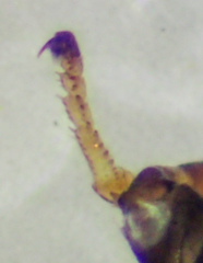 Calosotinae