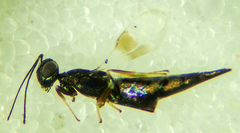 Calosotinae