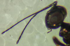 Calosotinae