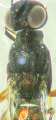Calosotinae