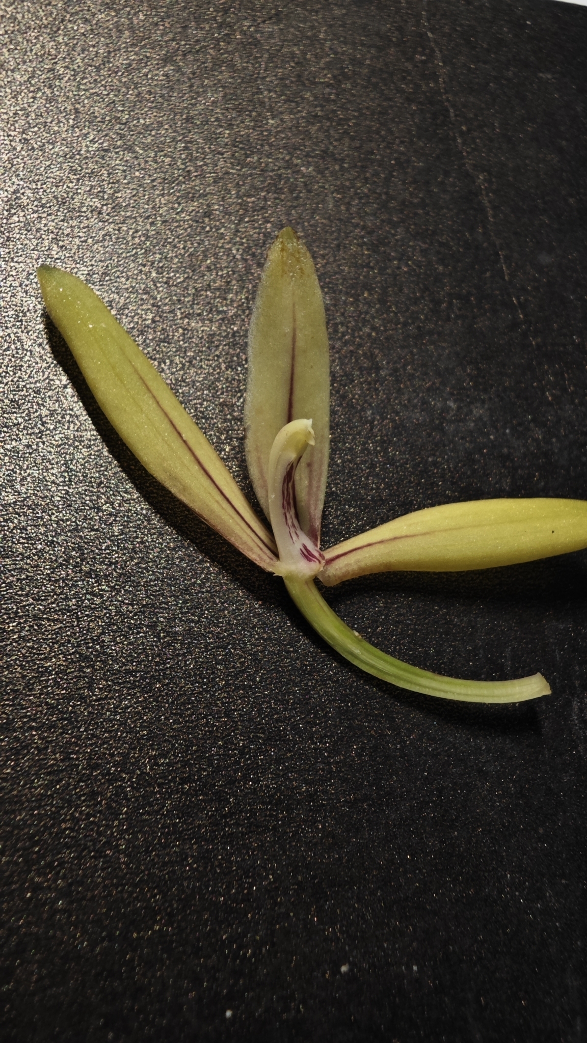 Imagem de Orquídea-bambu