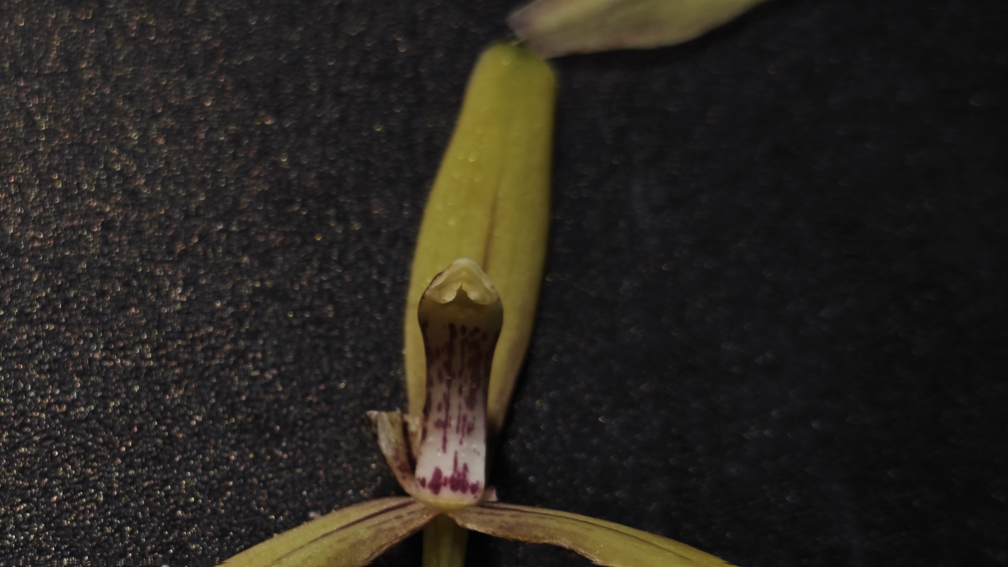 Imagem de Orquídea-bambu