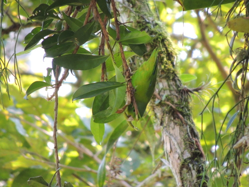Image of Anthurium scandens by (c) Aline Fernanda Antunes, some rights reserved (CC BY-SA)