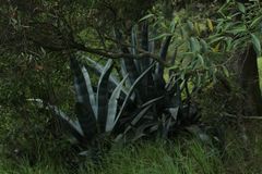 Agave cordillerensis