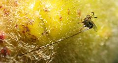 Sycoscapter cornutus