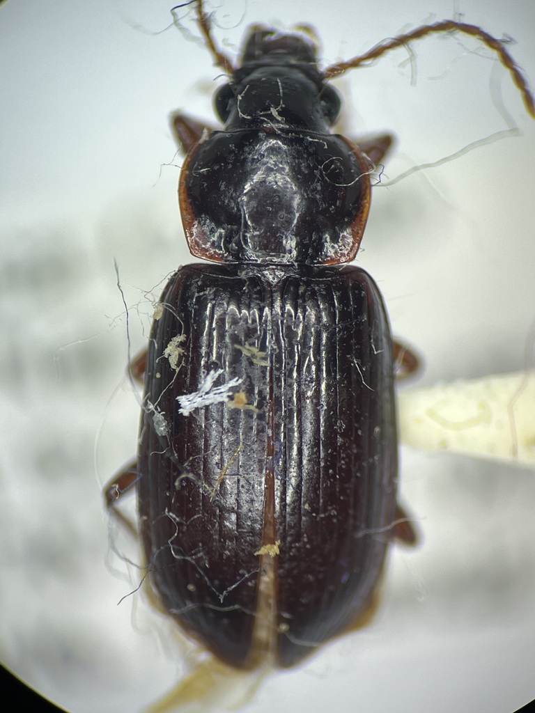Notiobia incerta
